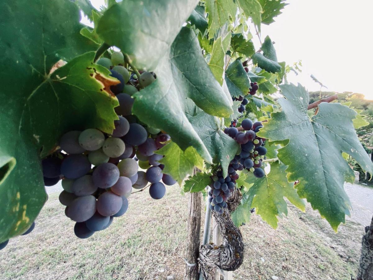 Апартаменти Mulino In Chianti Гайоле-ін-К'янті Екстер'єр фото